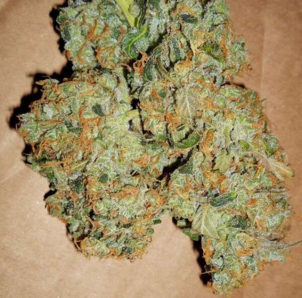 ACDC Strain - Image 2