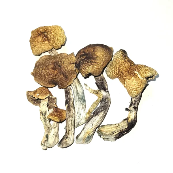 McKennaii Psilocybin Cubensis