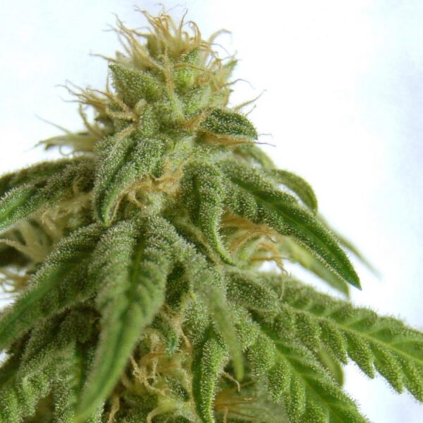 Marijuana Seeds Mix Feminized