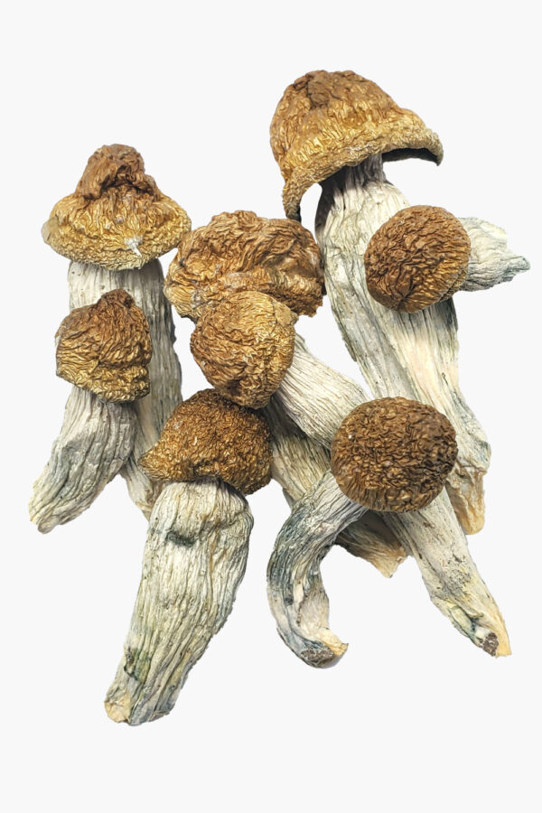 Ecuador Cubensis