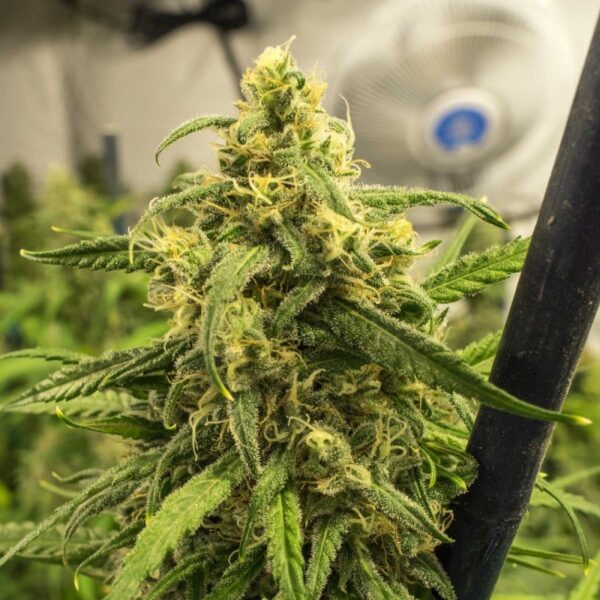 Big Bud Feminized Seeds